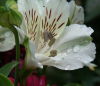 Irgendsoeine Blume