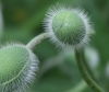 Mohn