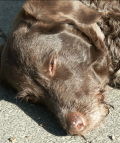 Brauner Hund in der Sonne